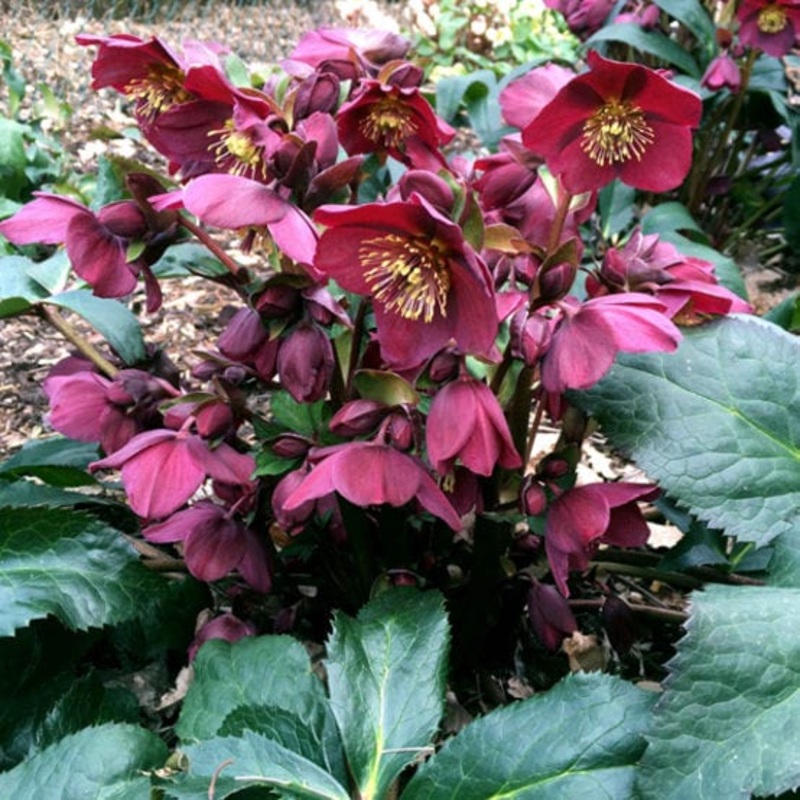 ‘Red’ Snow Rose | ‘Ice N’ Roses’ Series | Hellebore Gold Collection