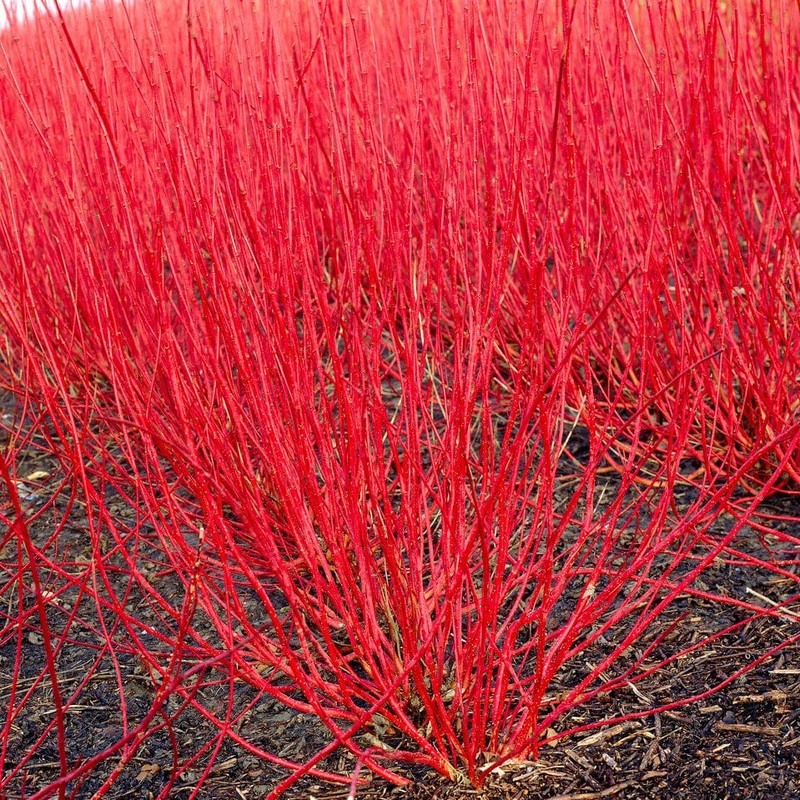 Red-Stemmed Dogwood Hedging | Cornus alba