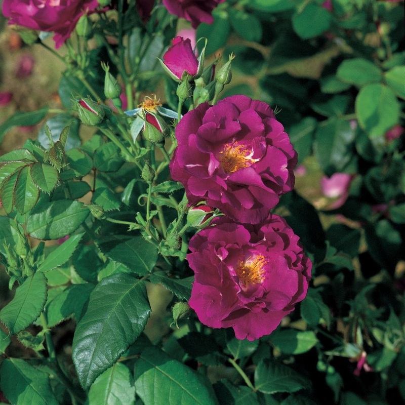 ‘Rhapsody in Blue’ Floribunda Rose