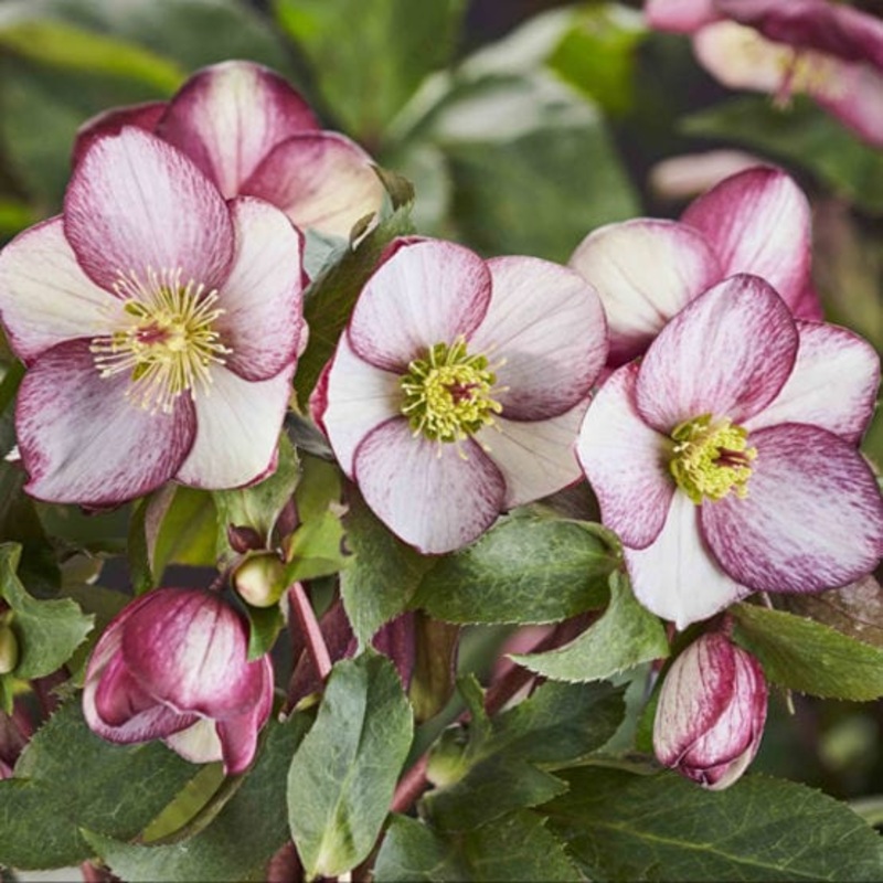 ‘Rosado’ Snow Rose | ‘Ice N’ Roses’ Series | Hellebore Gold Collection