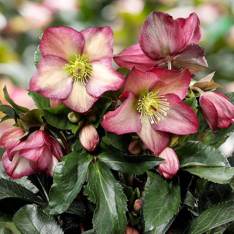 ‘Rosali’ Snow Rose | ‘Ice N’ Roses’ Series | Hellebore Gold Collection