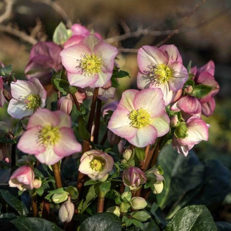 ‘Rosetta’ Snow Rose | ‘Ice N’ Roses’ Series | Hellebore Gold Collection