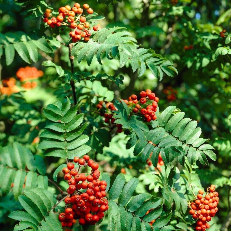 Rowan Hedging | Mountain Ash | Sorbus aucuparia