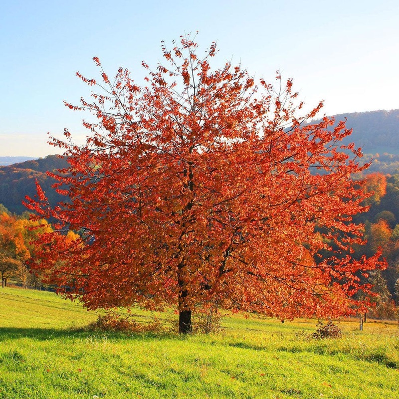 Sargent’s Cherry Blossom Tree | Prunus sargentii
