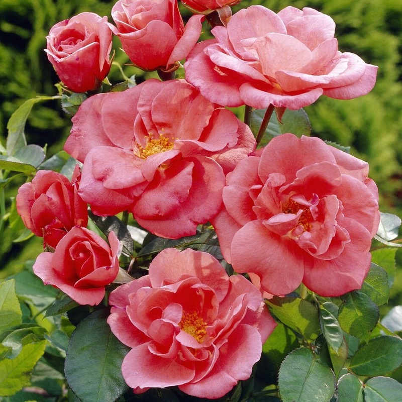 ‘Secret Smile’ Floribunda Rose