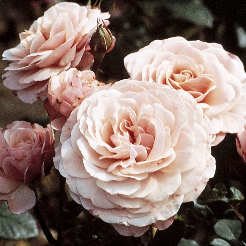 ‘Sexy Rexy’ Floribunda Rose