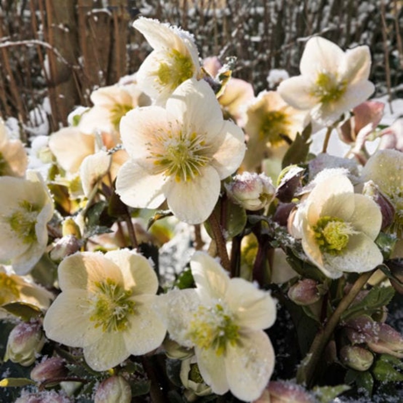 ‘Shooting Star’ Snow Rose | Hellebore Gold Collection