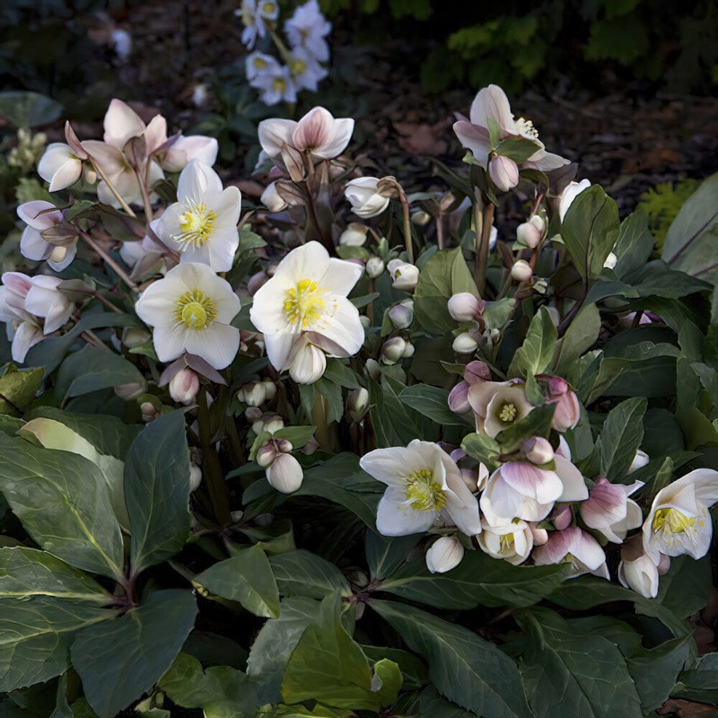‘Snow Dance’ Snow Rose | Hellebore Gold Collection