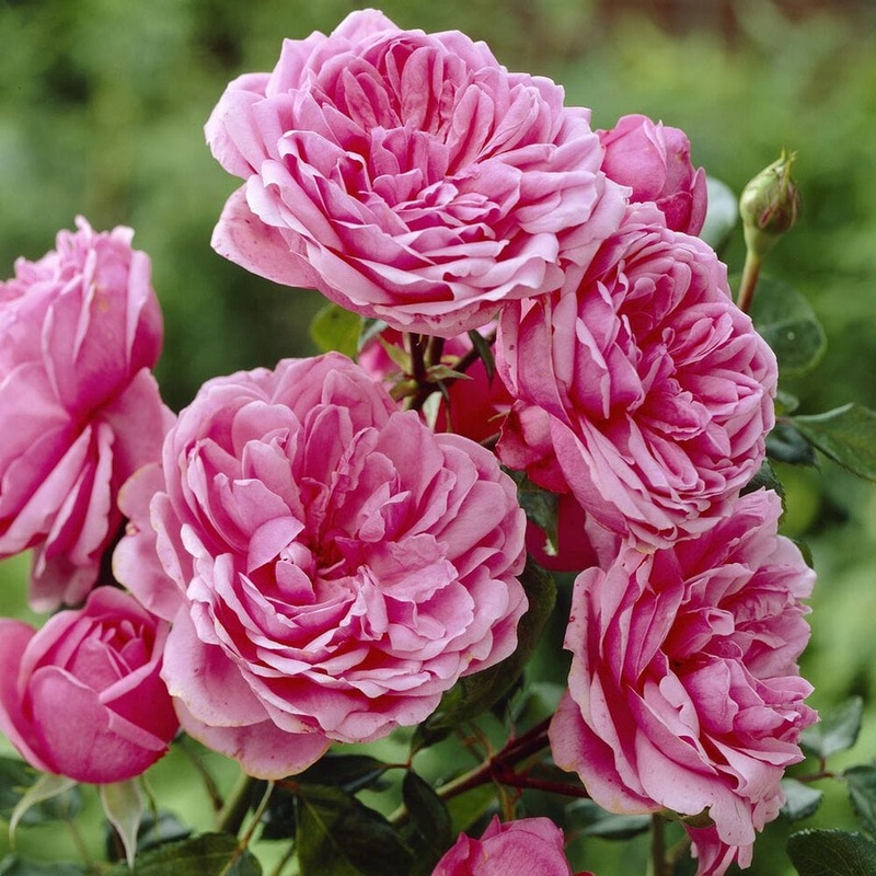 ‘Soul’ Shrub Rose