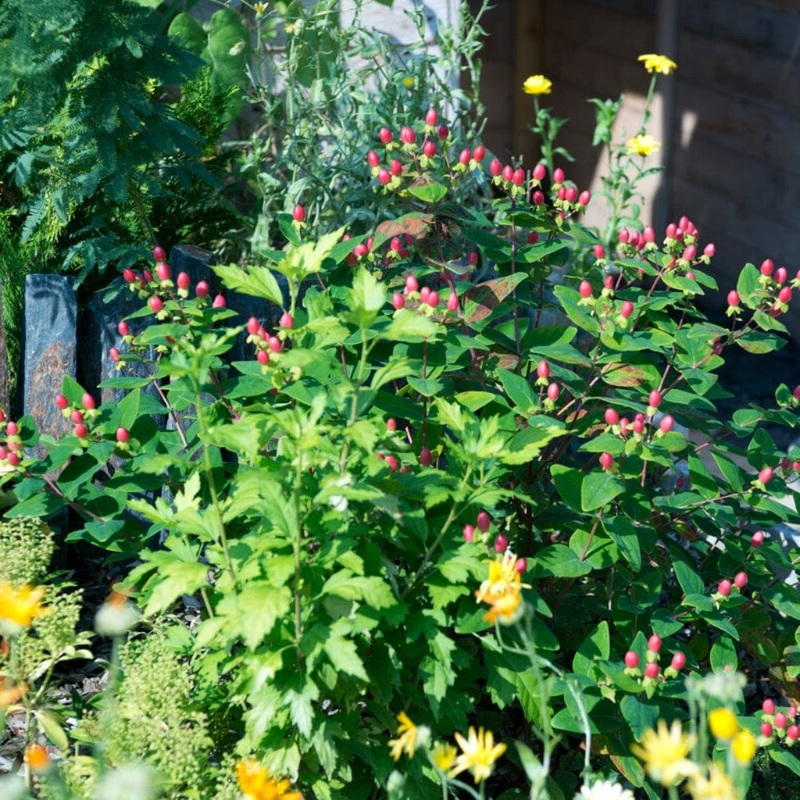 St John’s Wort Hedging | Hypericum inodorum
