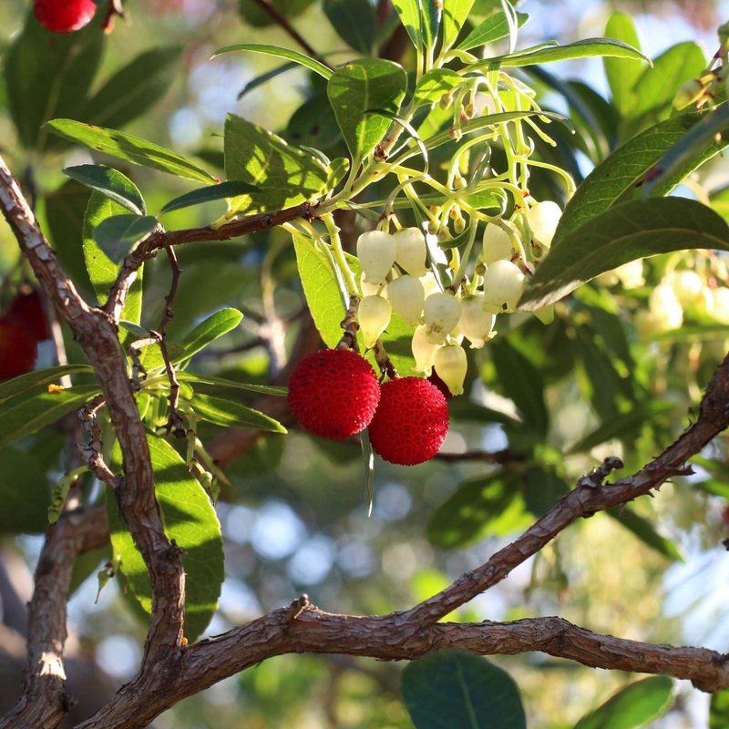 Strawberry Tree | Arbutus unedo