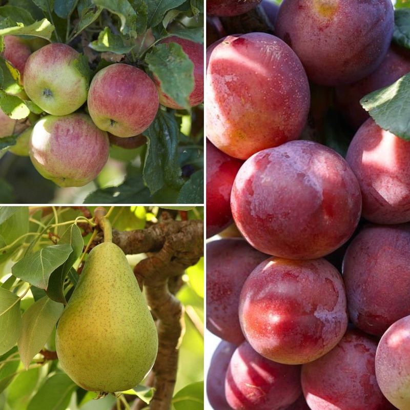The 3 Top Performing Fruit Trees to Grow in the UK | Apple, Pear & Plum