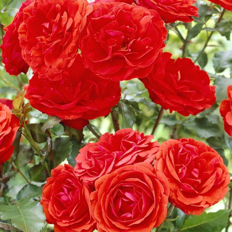 ‘Trumpeter’ Floribunda Rose