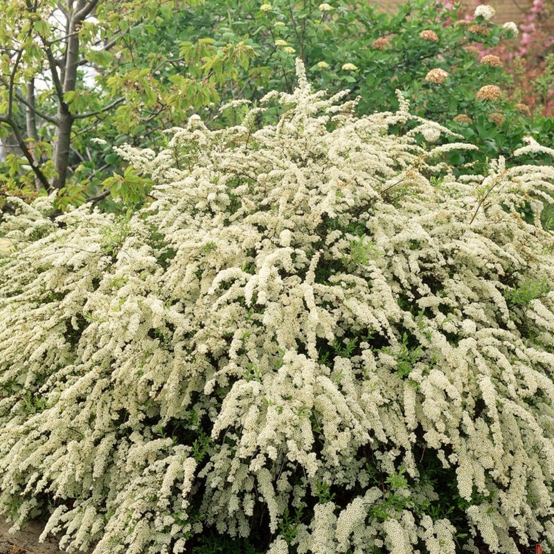 Van Houtte’s Spiraea Hedging | Spiraea vanhouttei