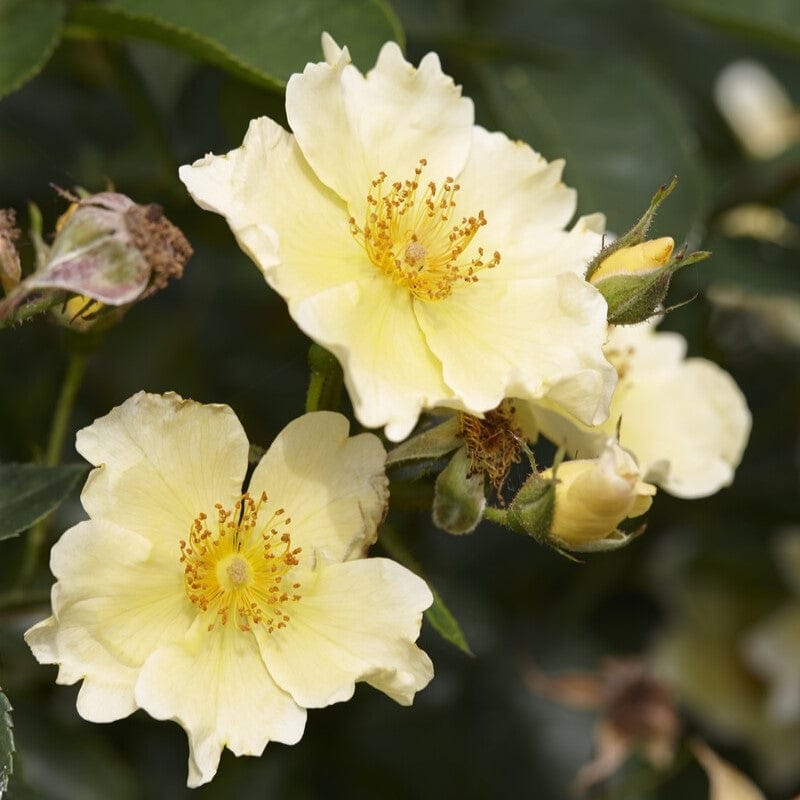 ‘Vanilla’ Ground Cover Rose