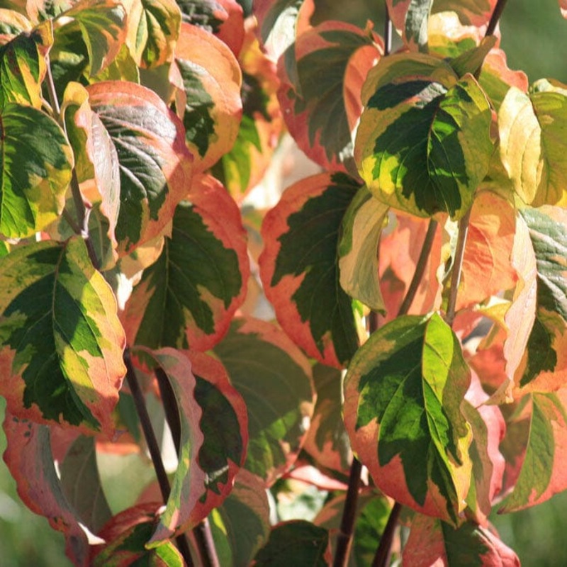 Variegated White Flowering Dogwood Tree | Cornus florida ‘Rainbow’