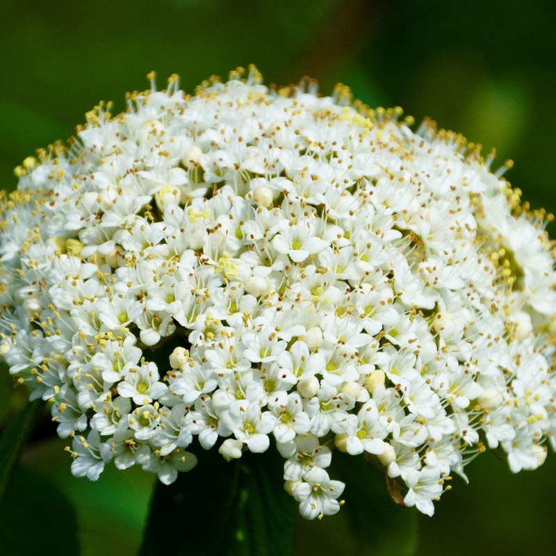 Wayfarer Hedging | Viburnum lantana