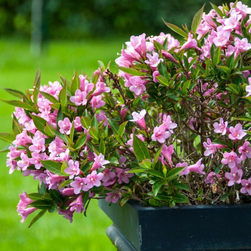 Weigela ‘Bristol Ruby’ Hedging