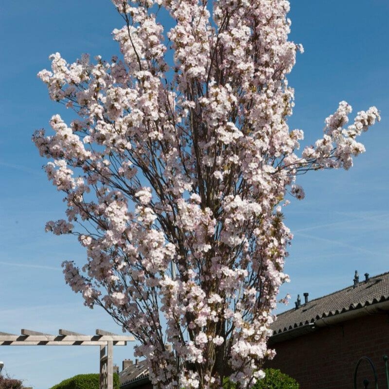 White Columnar Cherry Blossom Tree | Prunus ‘Spire’