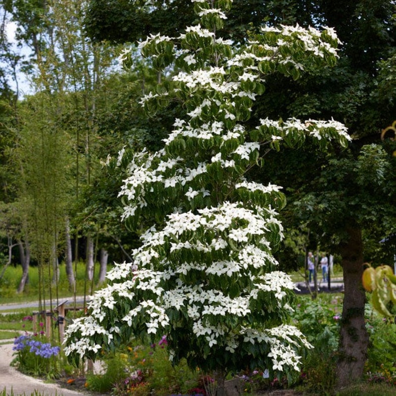 White Flowering Dogwood | Cornus chinensis ‘Great Star’