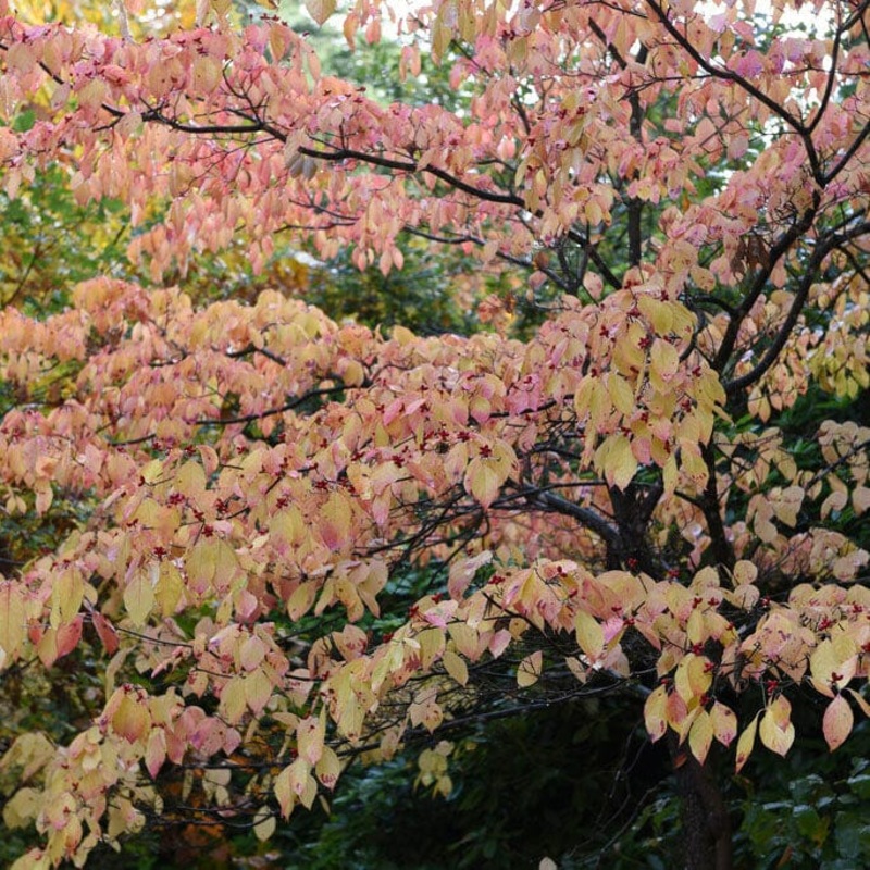 White Flowering Dogwood Tree | Cornus florida ‘Autumn Gold’