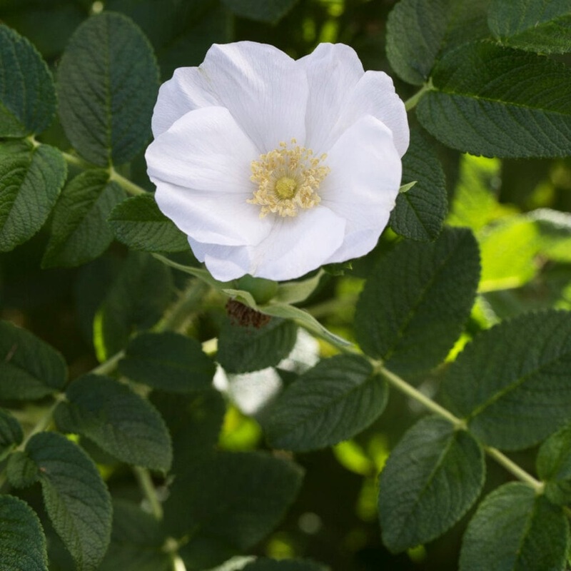 White Japanese Rose Hedging | Rosa rugosa ‘Alba’