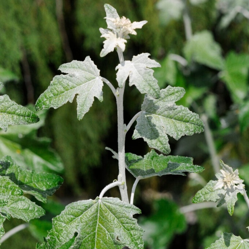 White Poplar Hedging | Populus alba