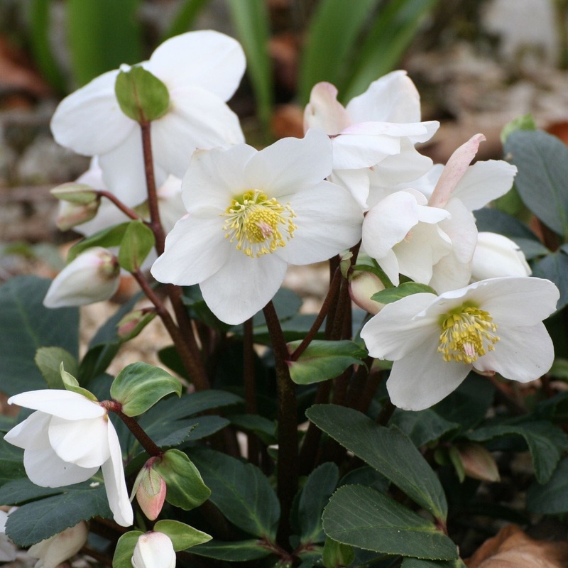 ‘White’ Snow Rose | ‘Ice N’ Roses’ Series | Hellebore Gold Collection