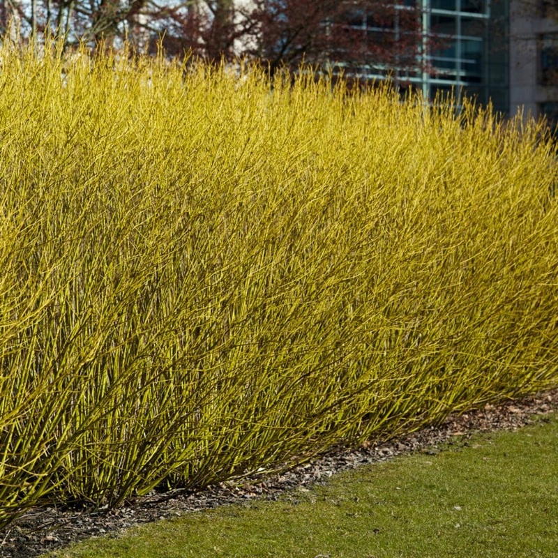 Yellow Stemmed Dogwood Hedging | Cornus stolonifera ‘Flaviramea’