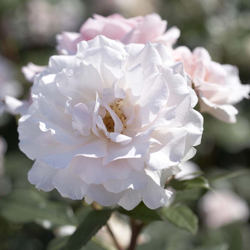 ‘A Whiter Shade of Pale’ Hybrid Tea Rose