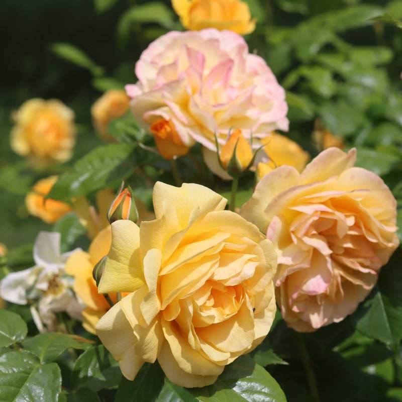 ‘Absolutely Fabulous’ Floribunda Rose