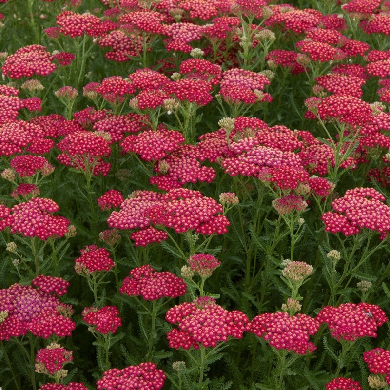 Achillea ‘New Vintage Red’