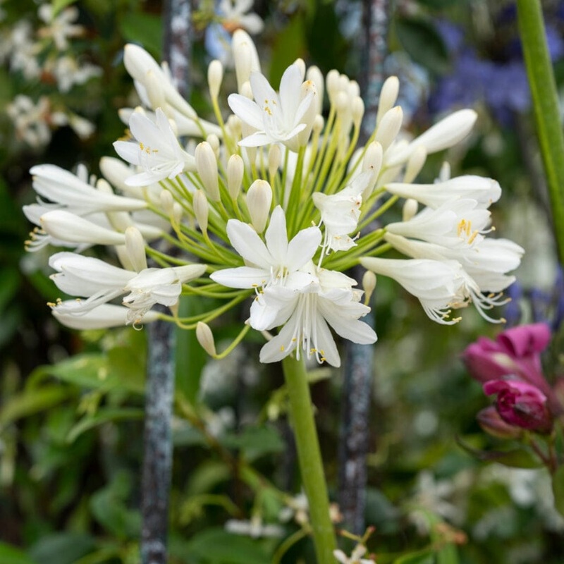 Agapanthus ‘Bridal Bouquet’