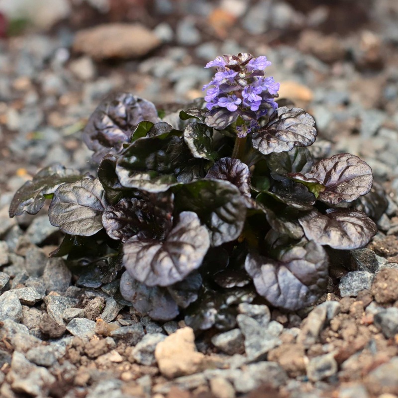 Ajuga ‘Black Scallop’