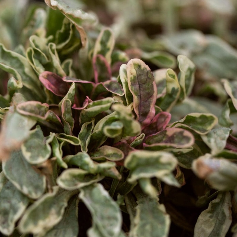 Ajuga ‘Princess Nadia’