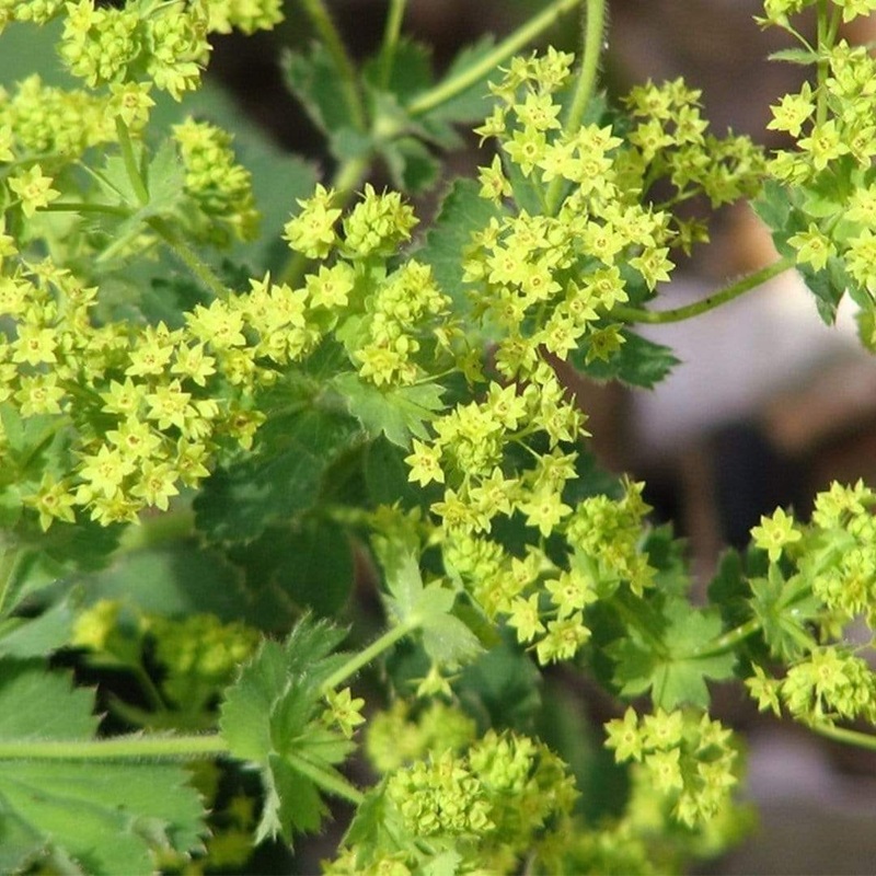 Alchemilla ‘Irish Silk’