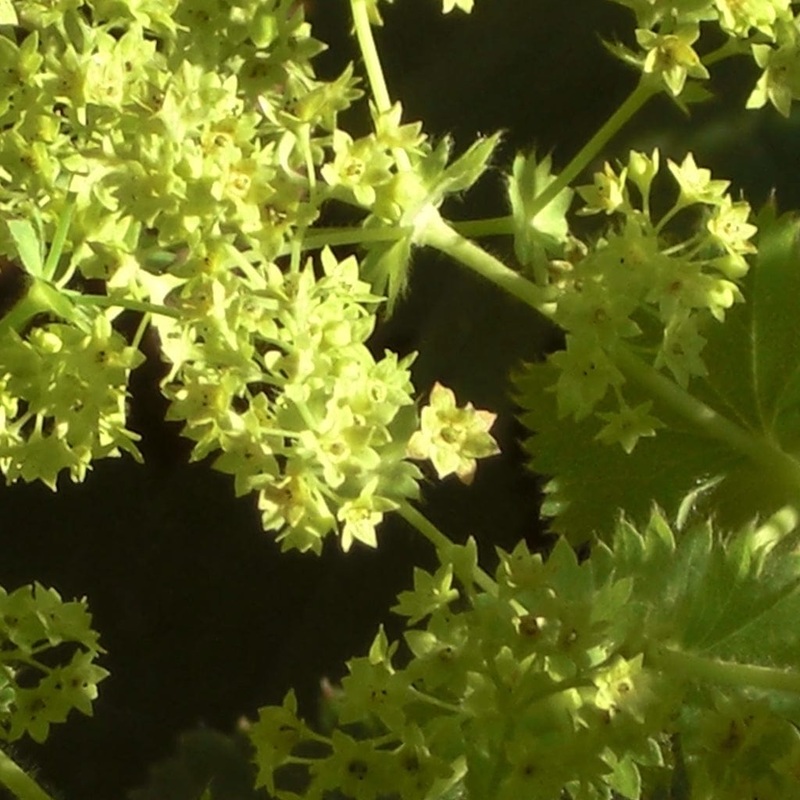 Alchemilla ‘Thriller’