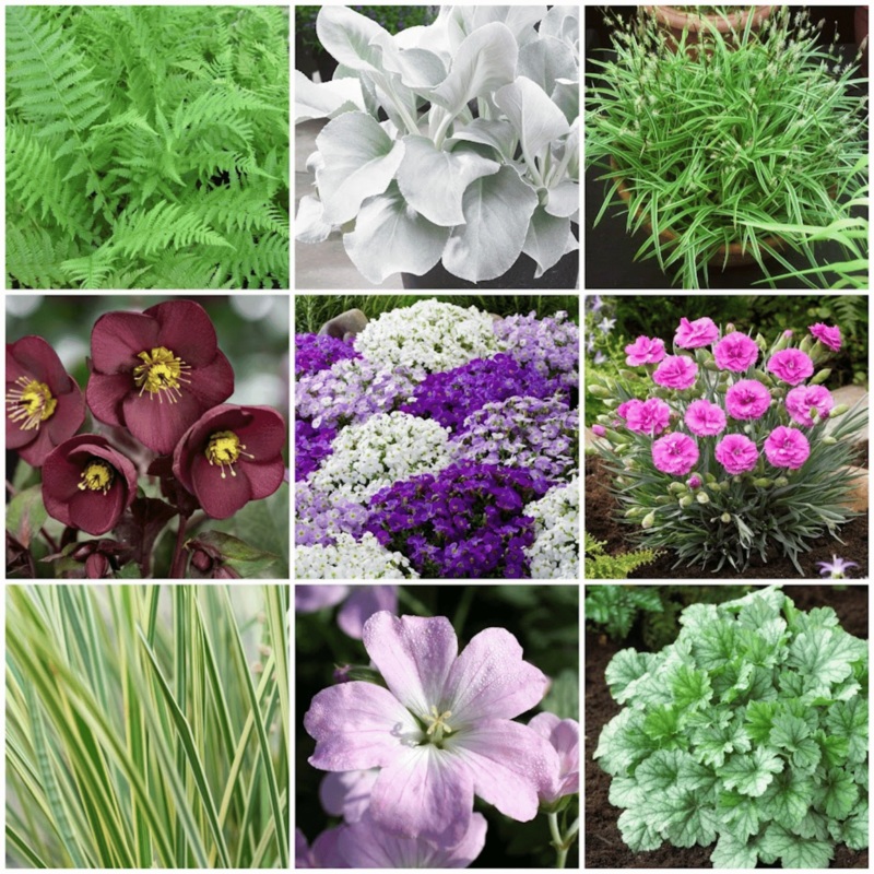 All Year Round Plants | The Best Hardy Perennials