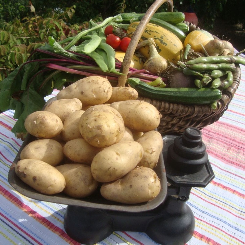 ‘Arran Pilot’ First Early Seed Potatoes