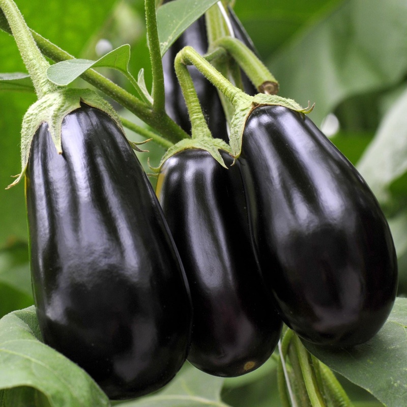 ‘Black Beauty’ Aubergine Plants Garden-Ready Plant in an 8.5cm Pot
