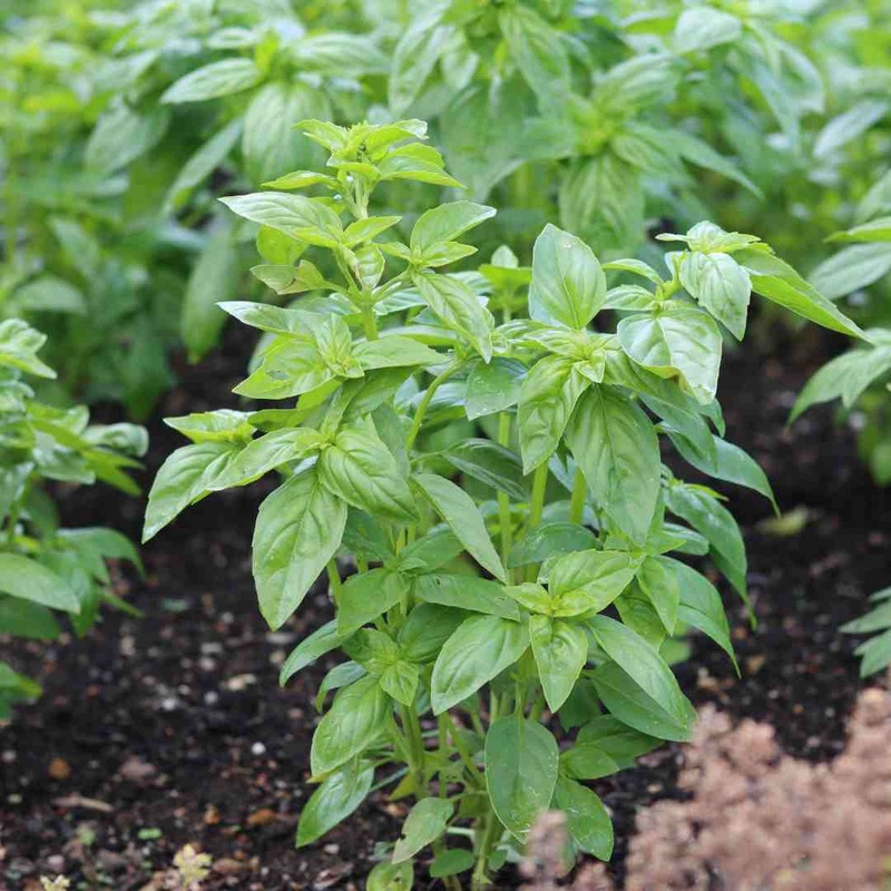 British Basil Plants Garden Ready Plant in an 8.5cm Pot