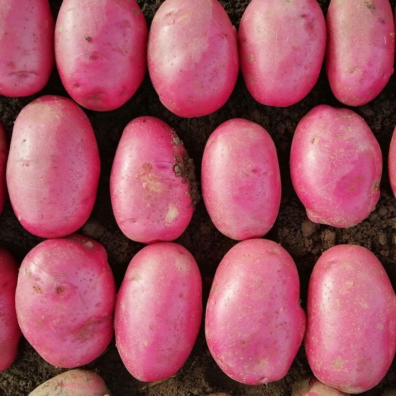 ‘Caledonian Rose’ Maincrop Seed Potatoes