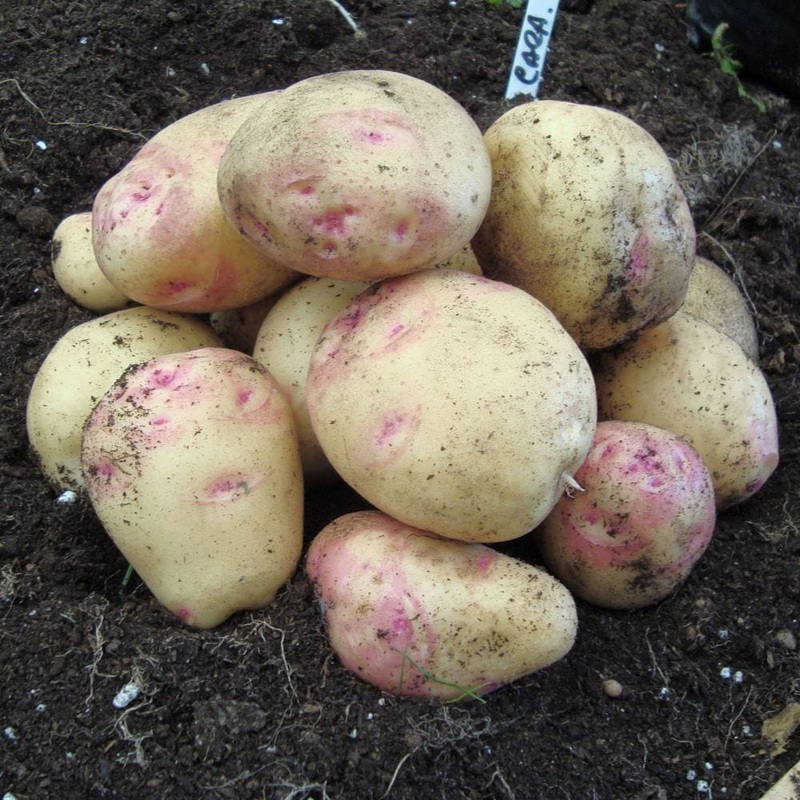‘Cara’ Maincrop Seed Potatoes