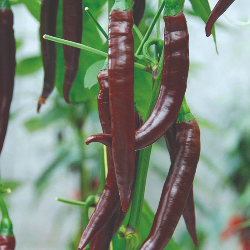 ‘Cayenne Long Slim’ Chilli Plants Garden-Ready Plant in an 8.5cm Pot