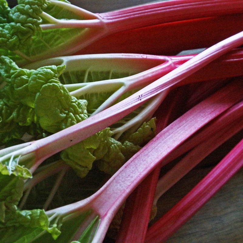 ‘Champagne’ Rhubarb Plant