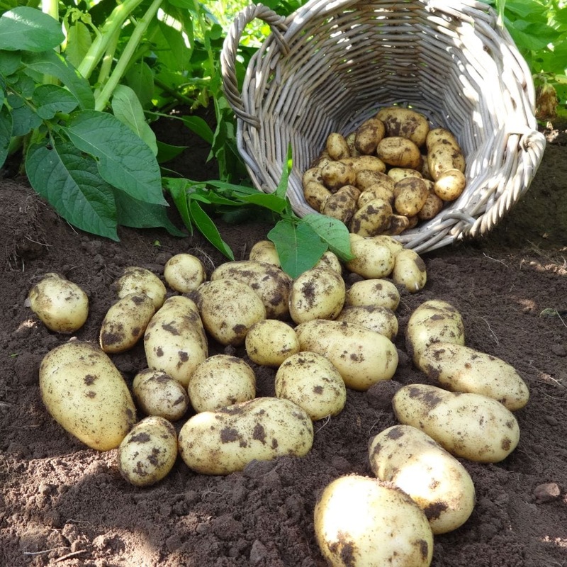 ‘Charlotte’ Second Early Salad Seed Potatoes
