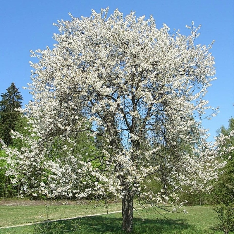 ‘Chocolate Ice’ Cherry Blossom Tree | Prunus ‘Matsumae-fuki’