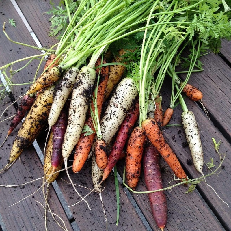 Colourful Carrot Plants Strip of 32 Plants