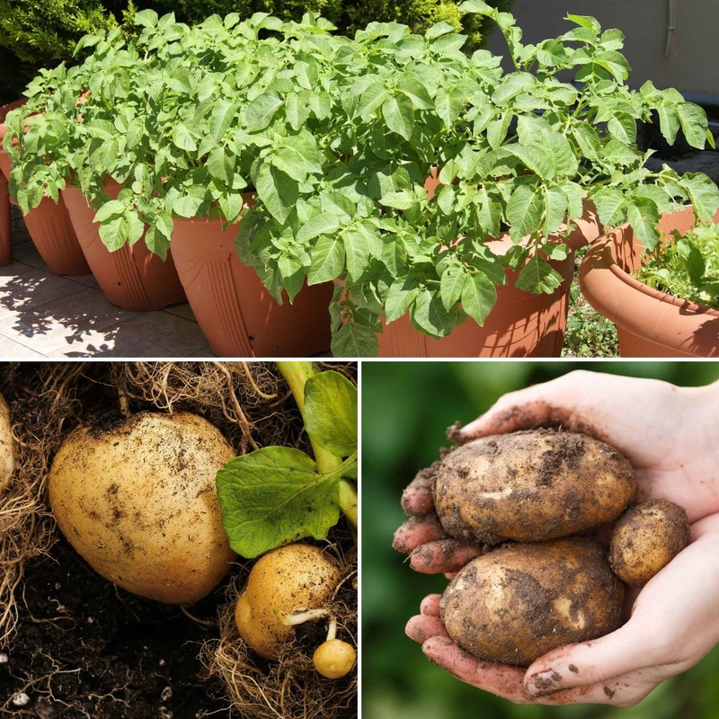 Container Growing Seed Potato Pack | Growers’ Choice