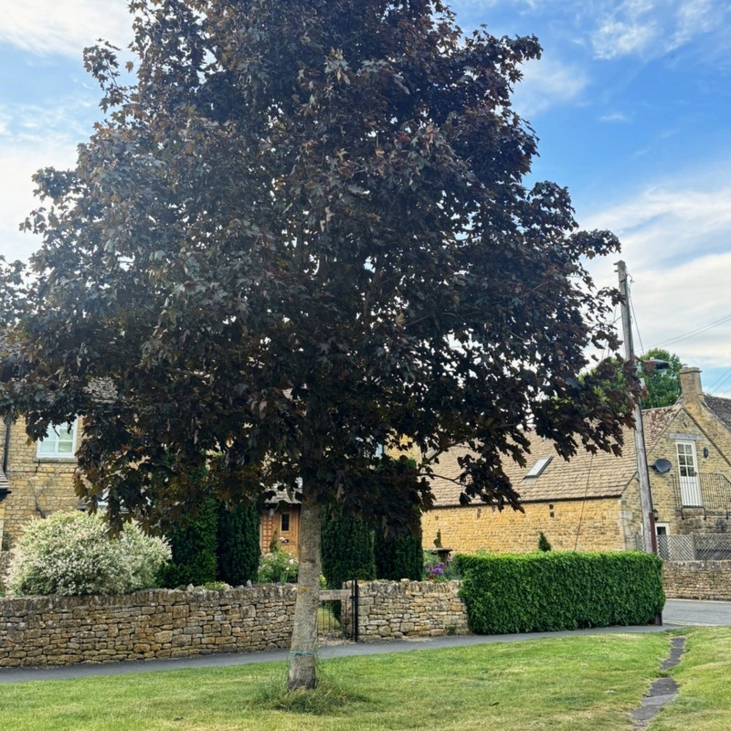 ‘Crimson King’ Purple-Leaved Maple Tree